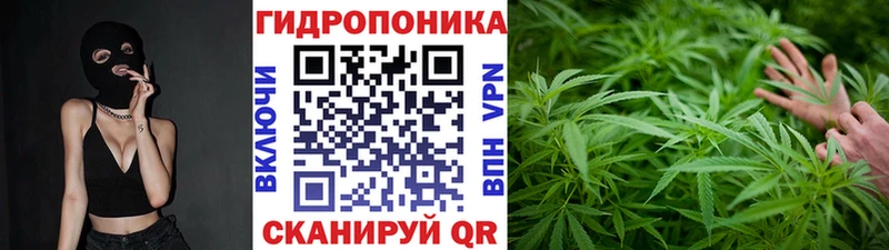 Конопля сатива Клинцы